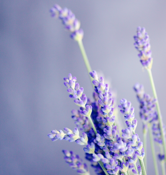 LAVENDER TEA BLENDS đż