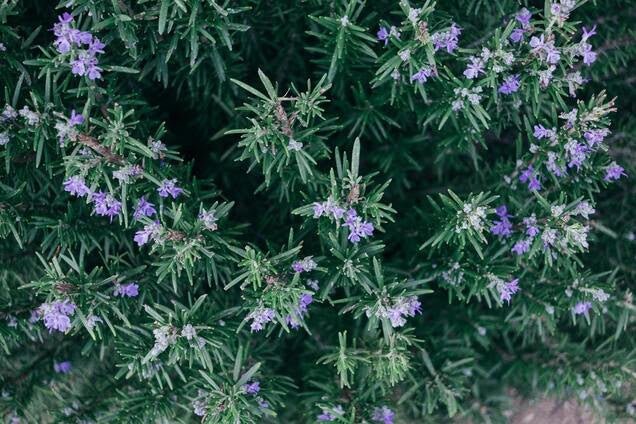 ESSENTIAL OILS OF THE MONTH ✨