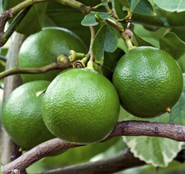 BERGAMOT BLENDS