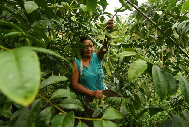 WHAT IS GUAYUSA TEA?