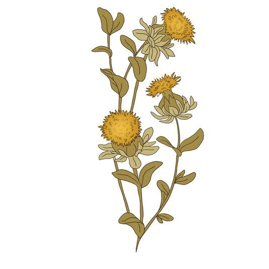 ALL ABOUT SAFFLOWER