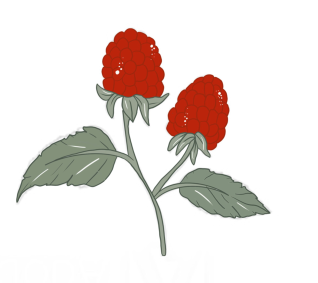 RASPBERRY LEAVES ๐