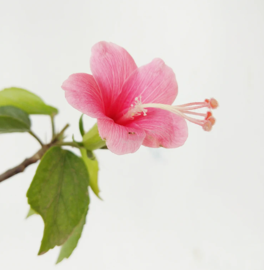 ALL ABOUT HIBISCUS πΊ