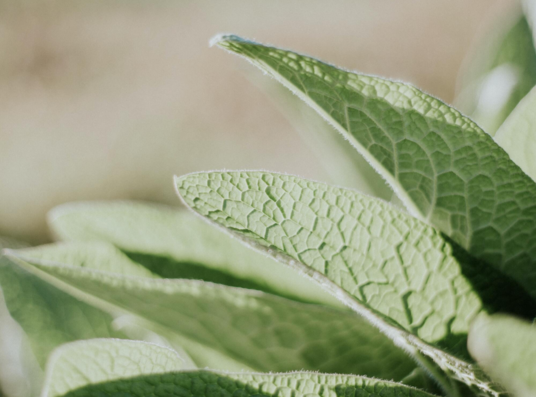 PEPPERMINT 101 🌿