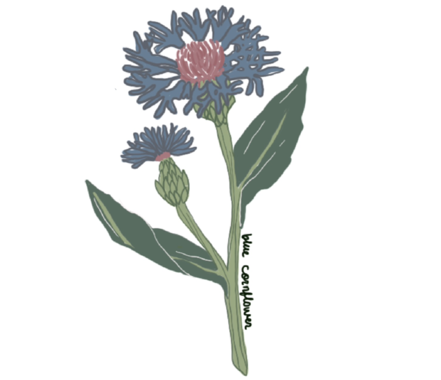 BLUE CORNFLOWER 💙
