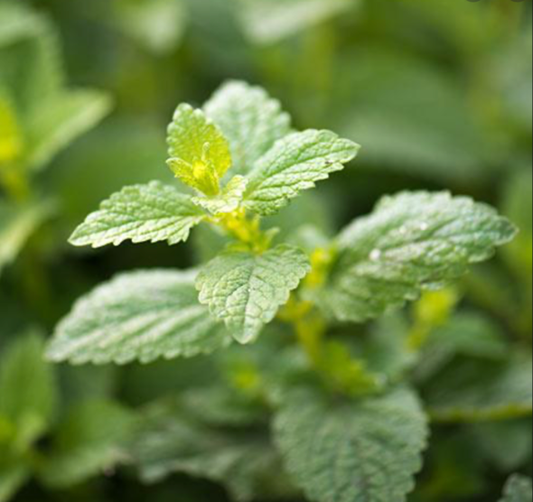 Lemon Balm π πΏ