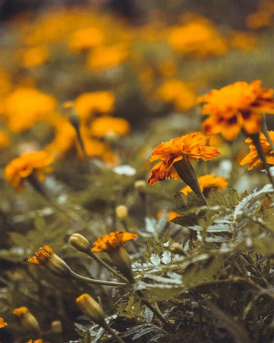 MARIGOLD TEA BLENDS 🌼