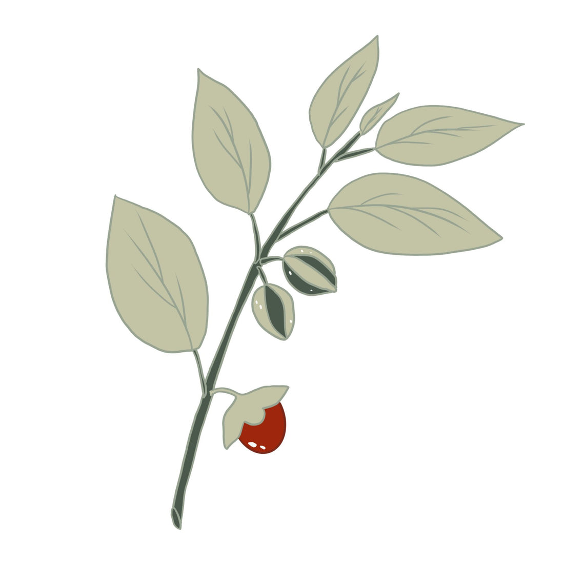 ASHWAGANDHA 🍃
