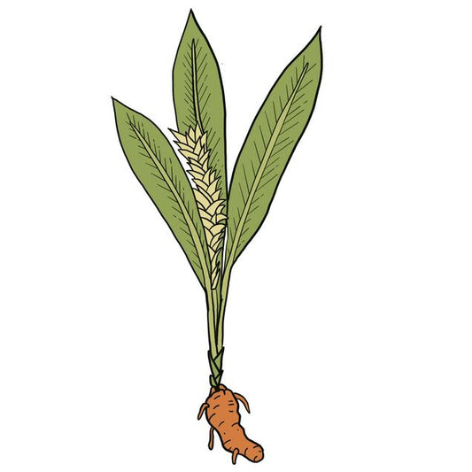 TURMERIC 💛