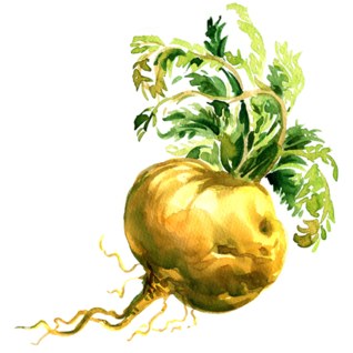 MACA ROOT