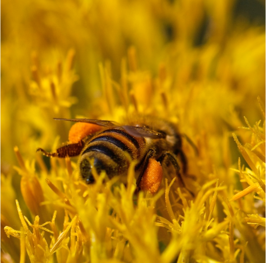 π ALL ABOUT BEE POLLEN