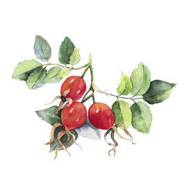 ROSE HIPS 🌹