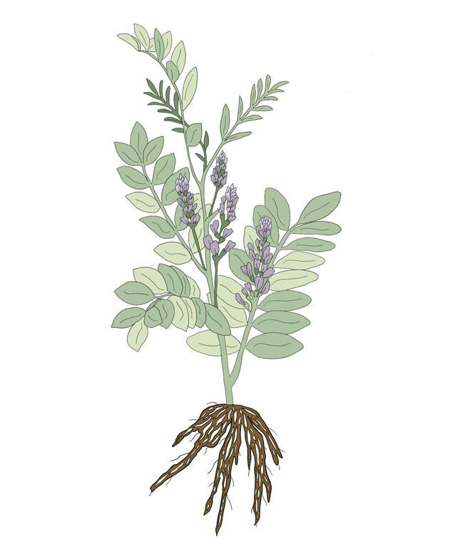 LICORICE TEA