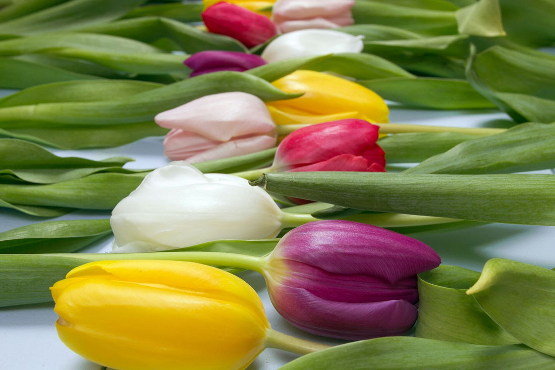 MARCH TEA NOTES 🌱 - 2024