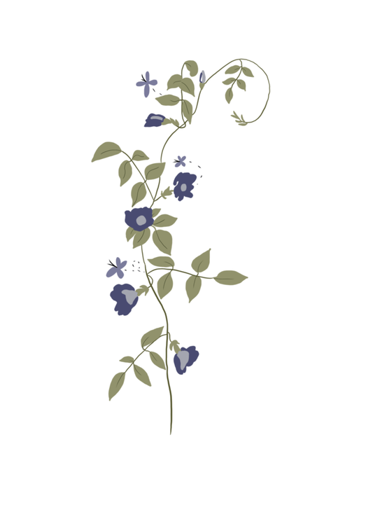 BUTTERFLY PEA FLOWER 🦋