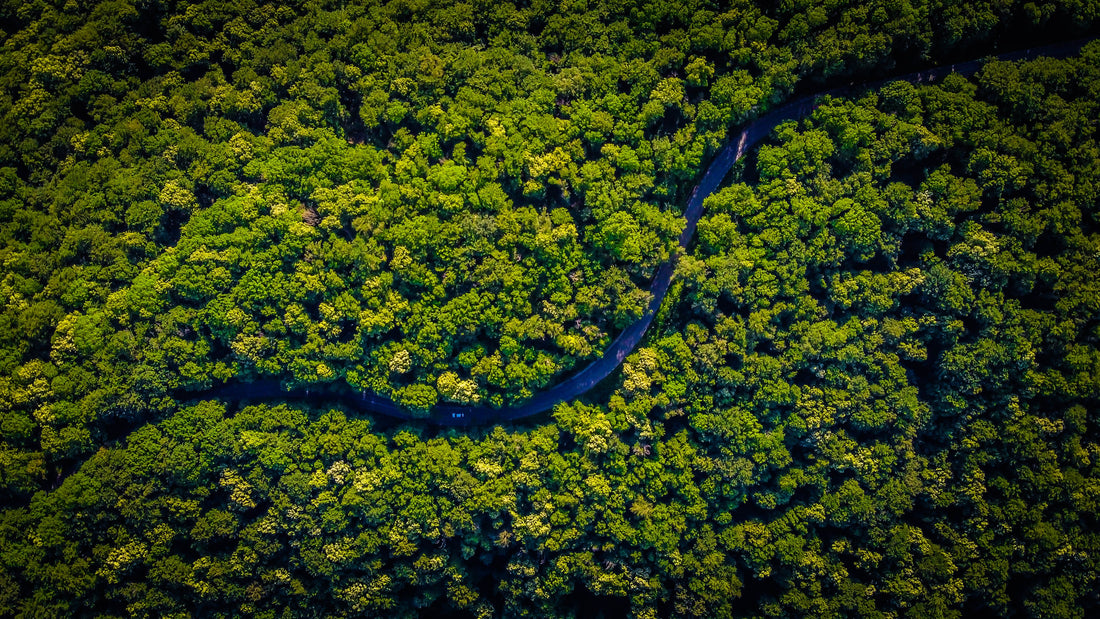 GUAYUSA COMES FROM THE SAME PLACE WHERE THE ANCESTRAL WISE MEN USED TO LIVE.