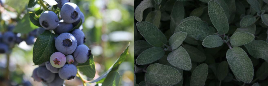 🍋 SPRINGTIME FRUIT LEMONADE