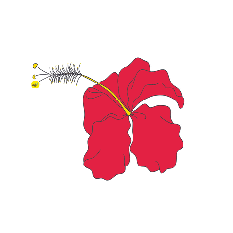 WHY DO WE LOVE HIBISCUS? HERE'S WHY...