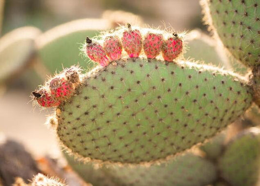 NEW(ISH) ❗️ PRICKLY PEAR