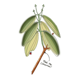 ALL ABOUT CINNAMON! 🔥