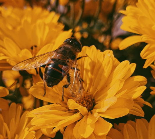 POLLINATORS ON DUTY 🐝