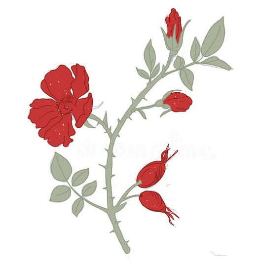 ROSE HIPS 🌹