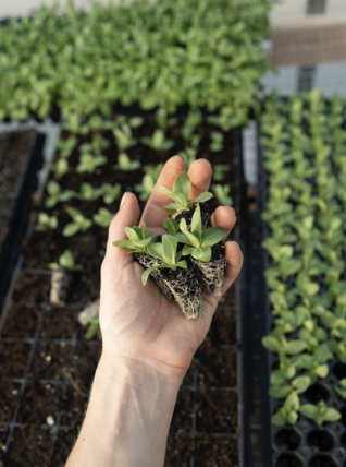 TIPS TO LIVE SUSTAINABLY