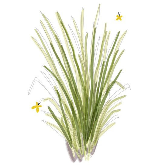 LEMONGRASS 🌿 🍋 🌿