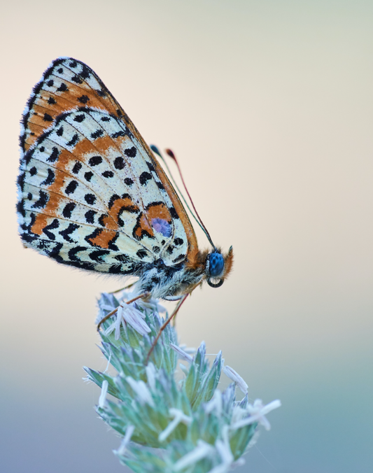 🦋 SUPPORT POLLINATORS