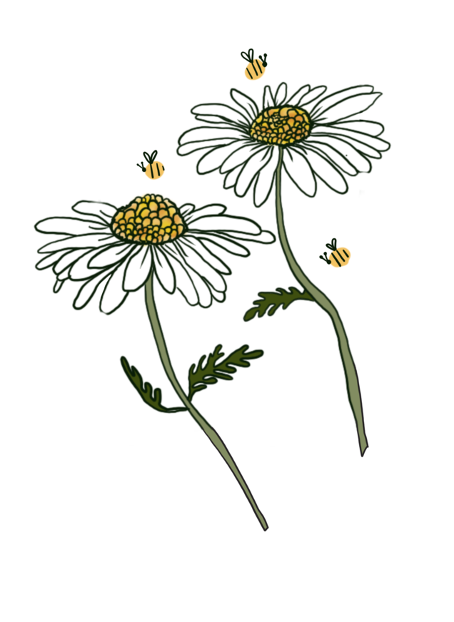 ALL ABOUT CHAMOMILE 🌼