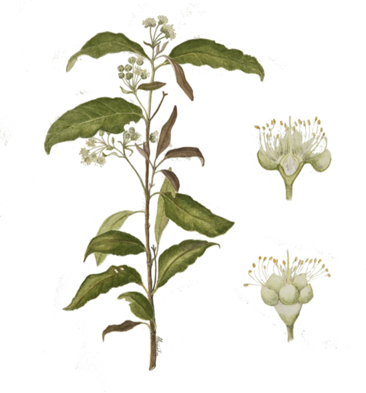 LEMON MYRTLE 🌿