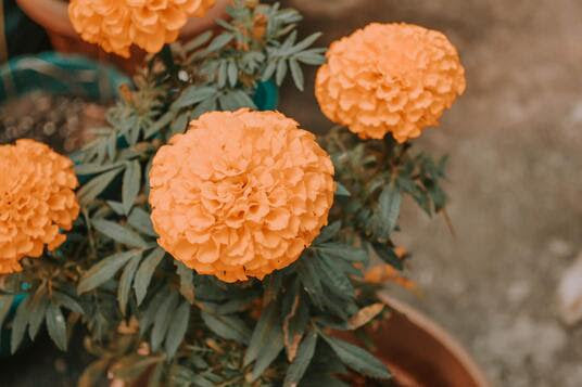 MARIGOLD TEA BLENDS 🌼