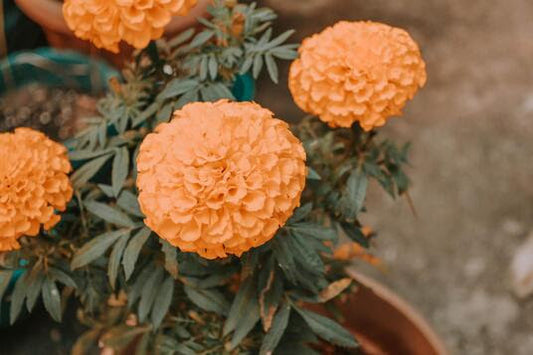 MARIGOLD TEA BLENDS 🌼