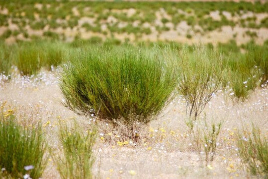 WHAT IS ROOIBOS TEA?