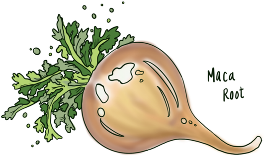 MACA ROOT!