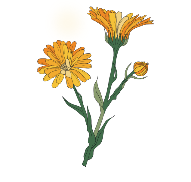 ALL ABOUT CALENDULA 🌼