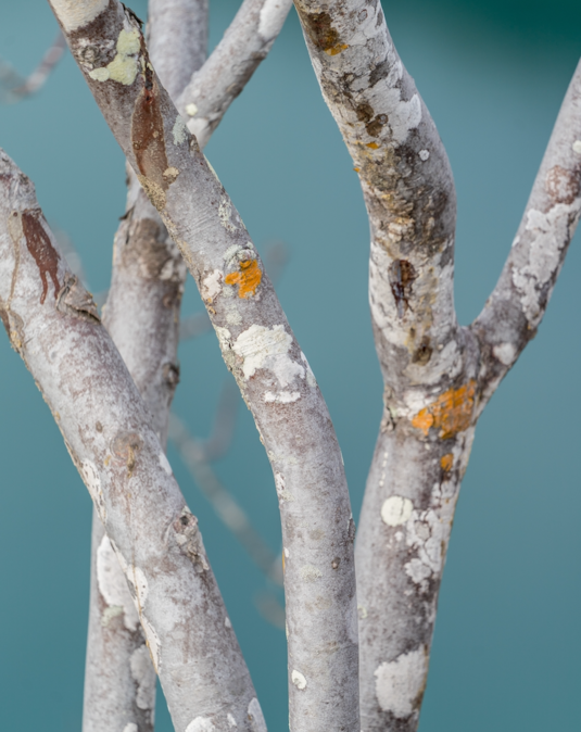 TREE KITS FOR EARTH DAY