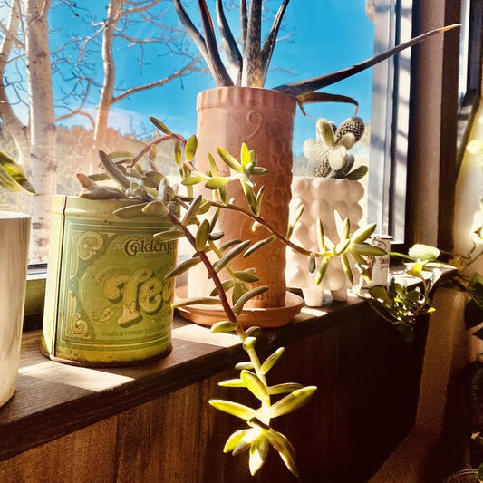 EARTH DAY 4/22/22 🌻