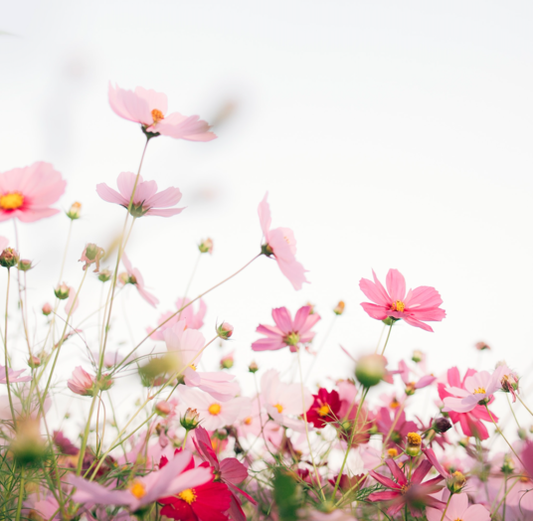 SPRING CLEANING 🌼 🌿 🌞