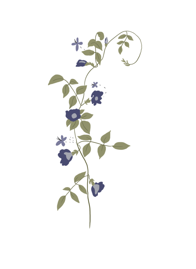 BUTTERFLY PEA FLOWER 🦋
