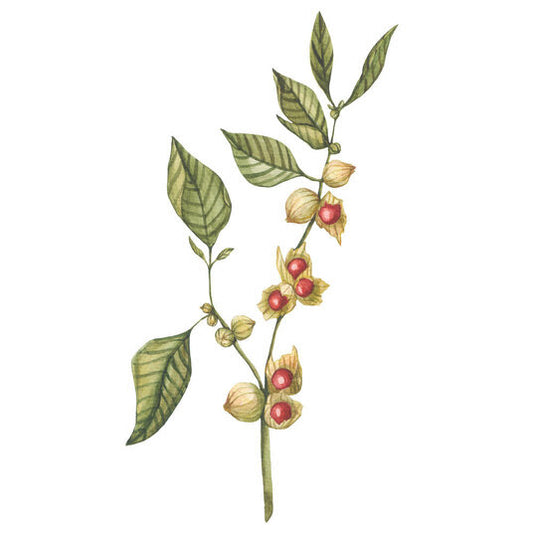 ASHWAGANDHA THE ADAPTOGEN