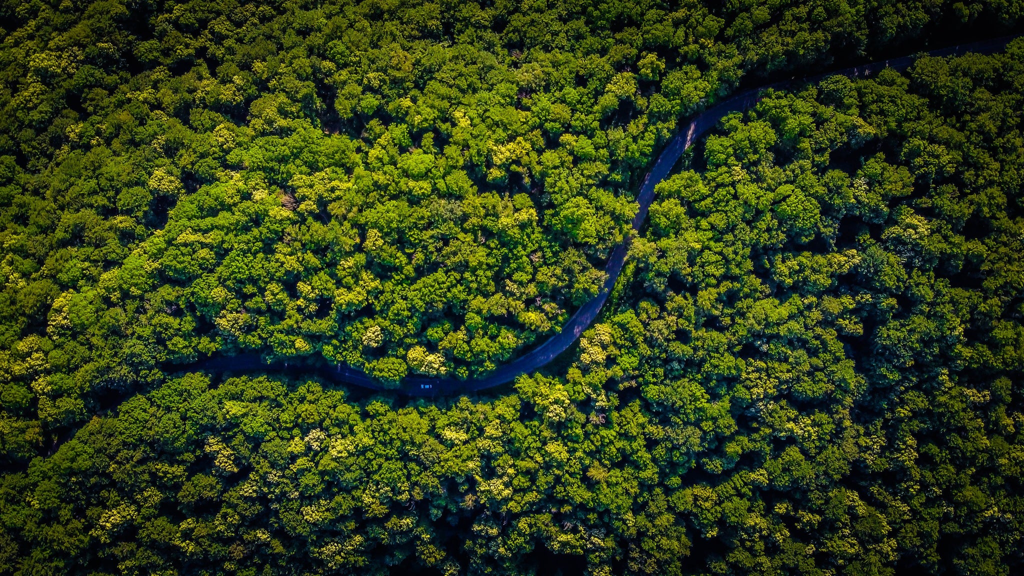 GUAYUSA COMES FROM THE SAME PLACE WHERE THE ANCESTRAL WISE MEN USED TO LIVE.